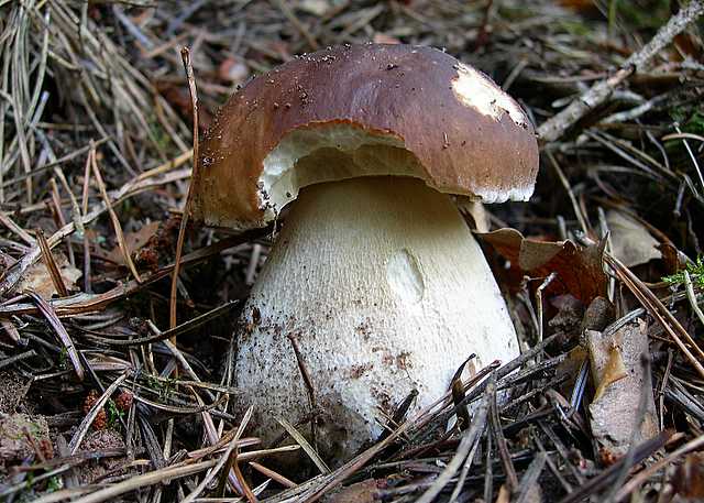 2005 :  Un anno di funghi